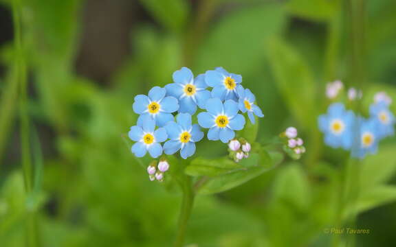 Plancia ëd Myosotis asiatica (Vesterg.) Schischkin & Sergievskaja