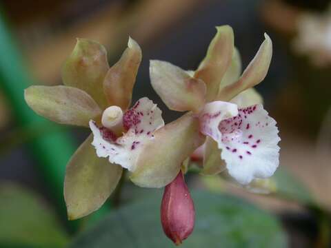 Image of Bifrenaria silvana V. P. Castro