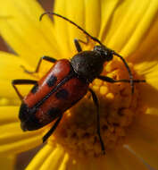 Image of Judolia scapularis (Van Dyke 1920)