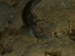 Image of Barehead goby