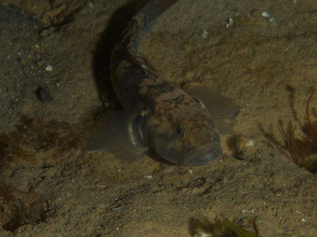 Caffrogobius nudiceps (Valenciennes 1837) resmi