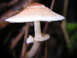 Слика од Lepiota cristata (Bolton) P. Kumm. 1871