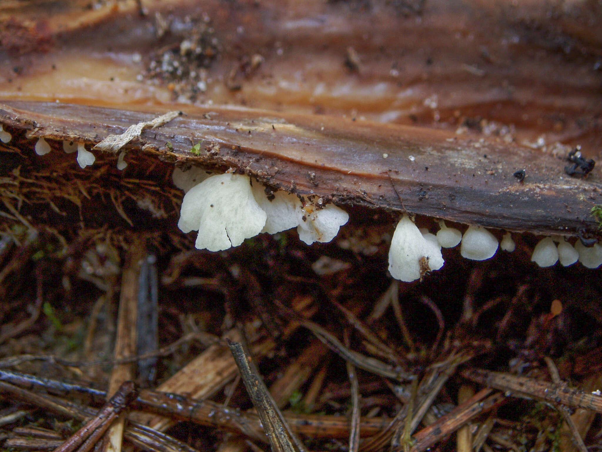 Image of Calyptella capula (Holmsk.) Quél. 1888