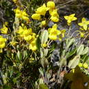 Image of Calceolaria rufescens U. Molau