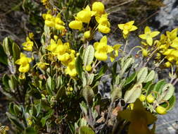 Image of Calceolaria rufescens U. Molau