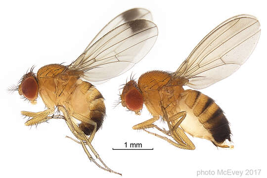 Image of Cherry drosophila