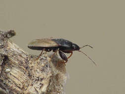 Image of Seed bug