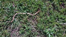 Image of Glass Lizards