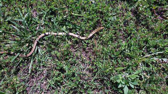 Image of Glass Lizards