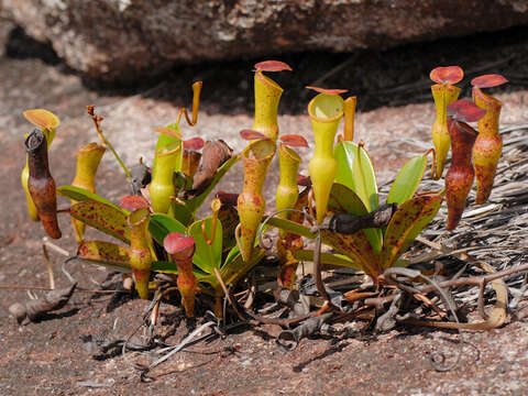 Image of Pitcher plant