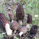 Image de Morchella deliciosa Fr. 1822