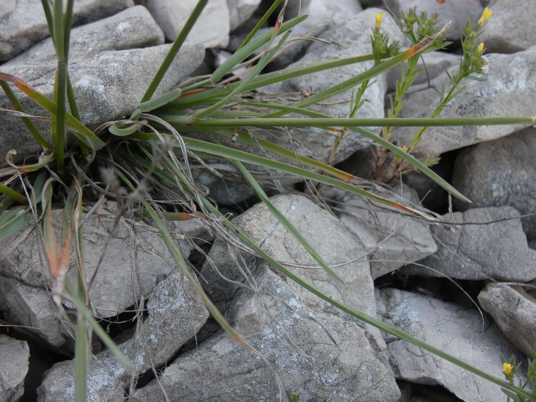 صورة Helictochloa bromoides (Gouan) Romero Zarco