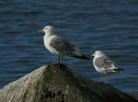 Image of Vega Gull