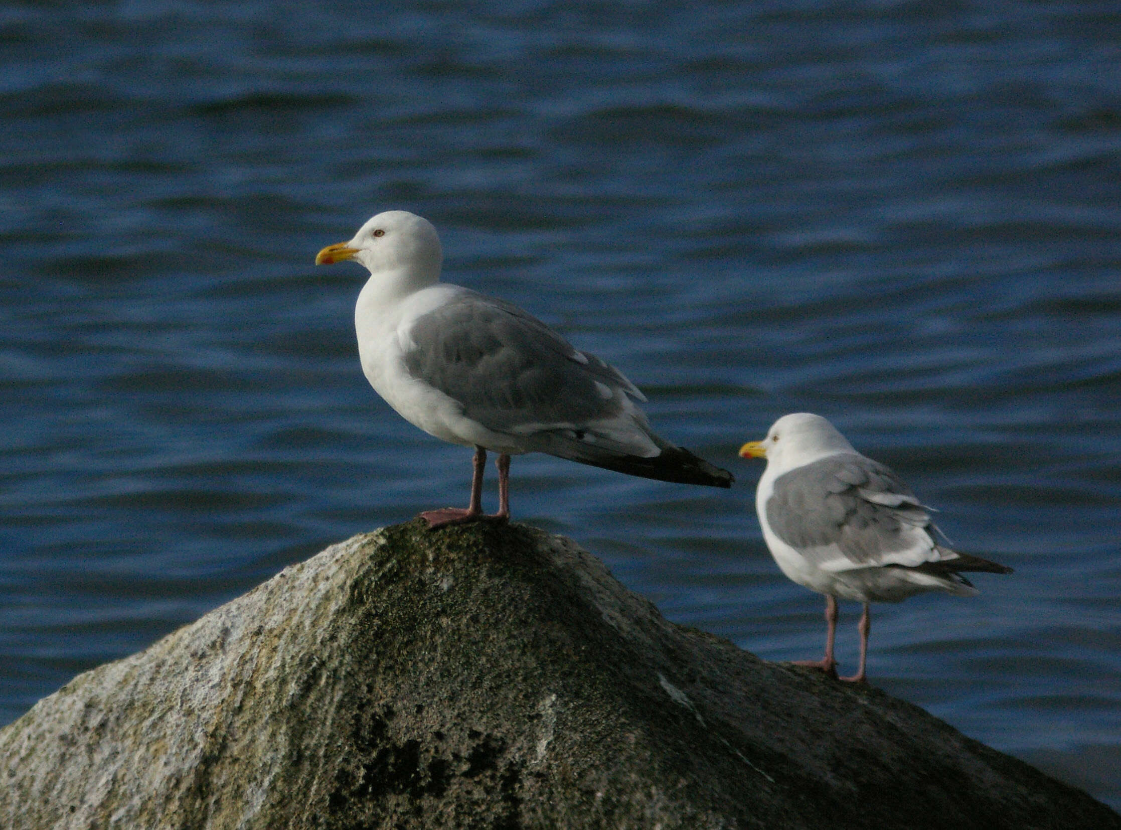 Image of Vega Gull