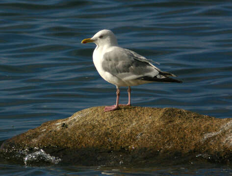 Image of Vega Gull