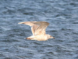 Image of Vega Gull