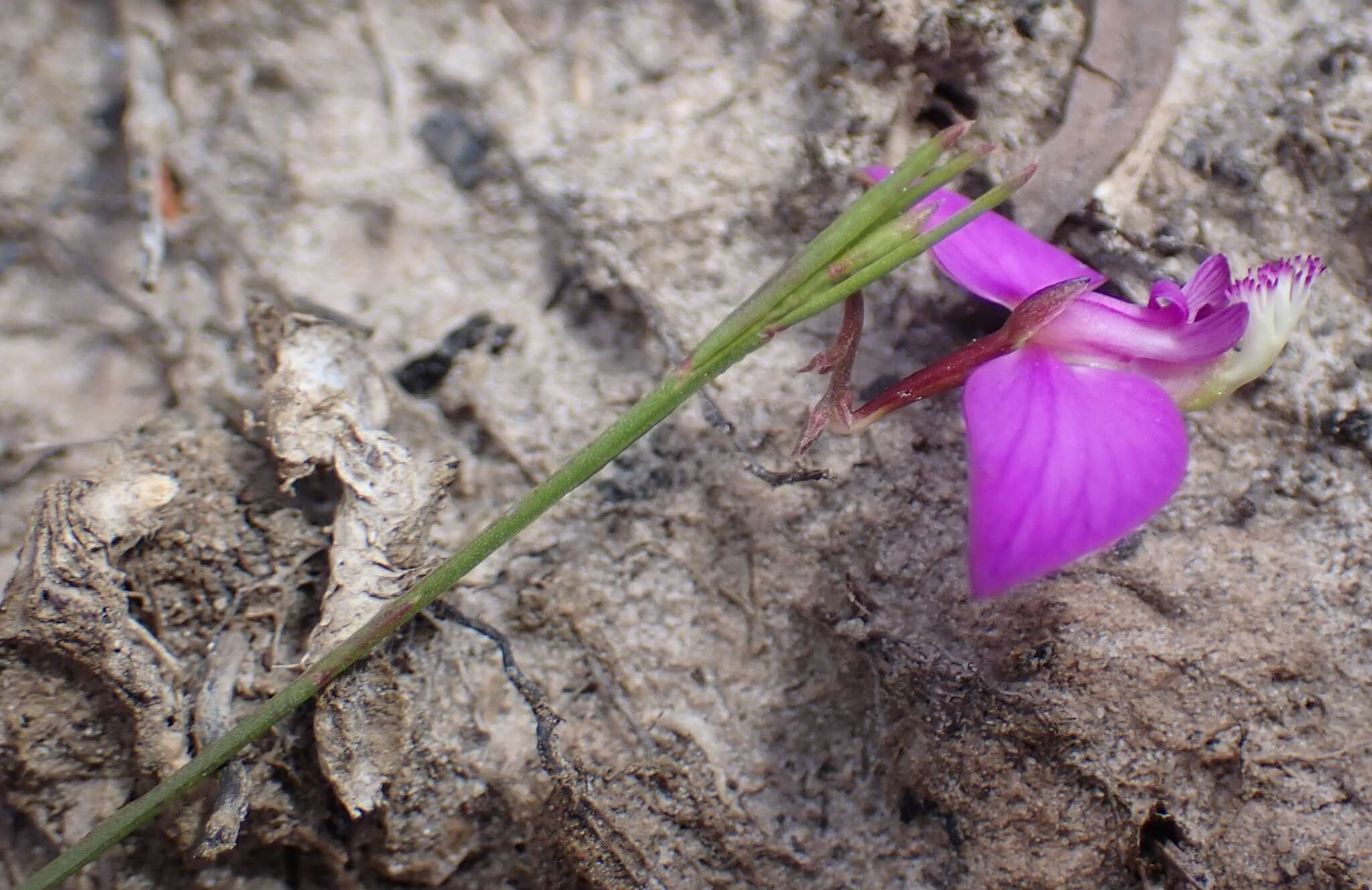 Image of Polygala refracta Burch. ex DC.