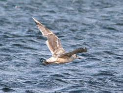 Image of Vega Gull