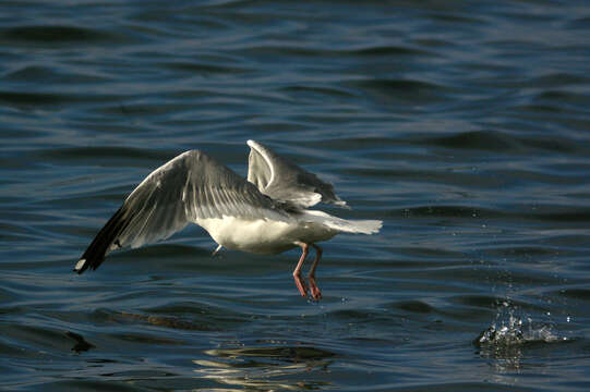 Image of Vega Gull