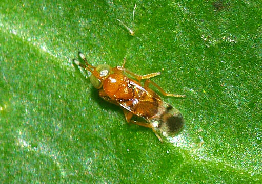 Image of Parasitoid wasp