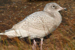 Image of Glaucous Gull