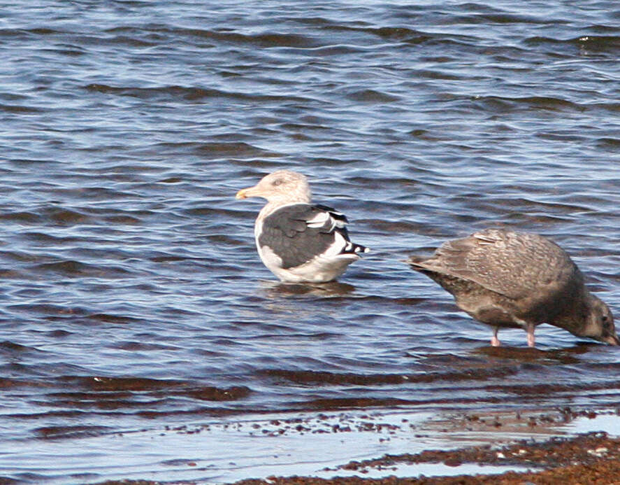 Image of Slaty-backed Gull