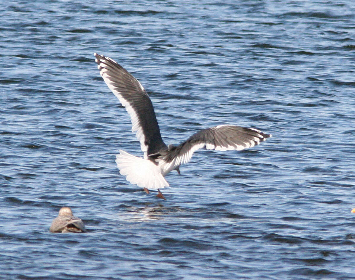 Image of Slaty-backed Gull
