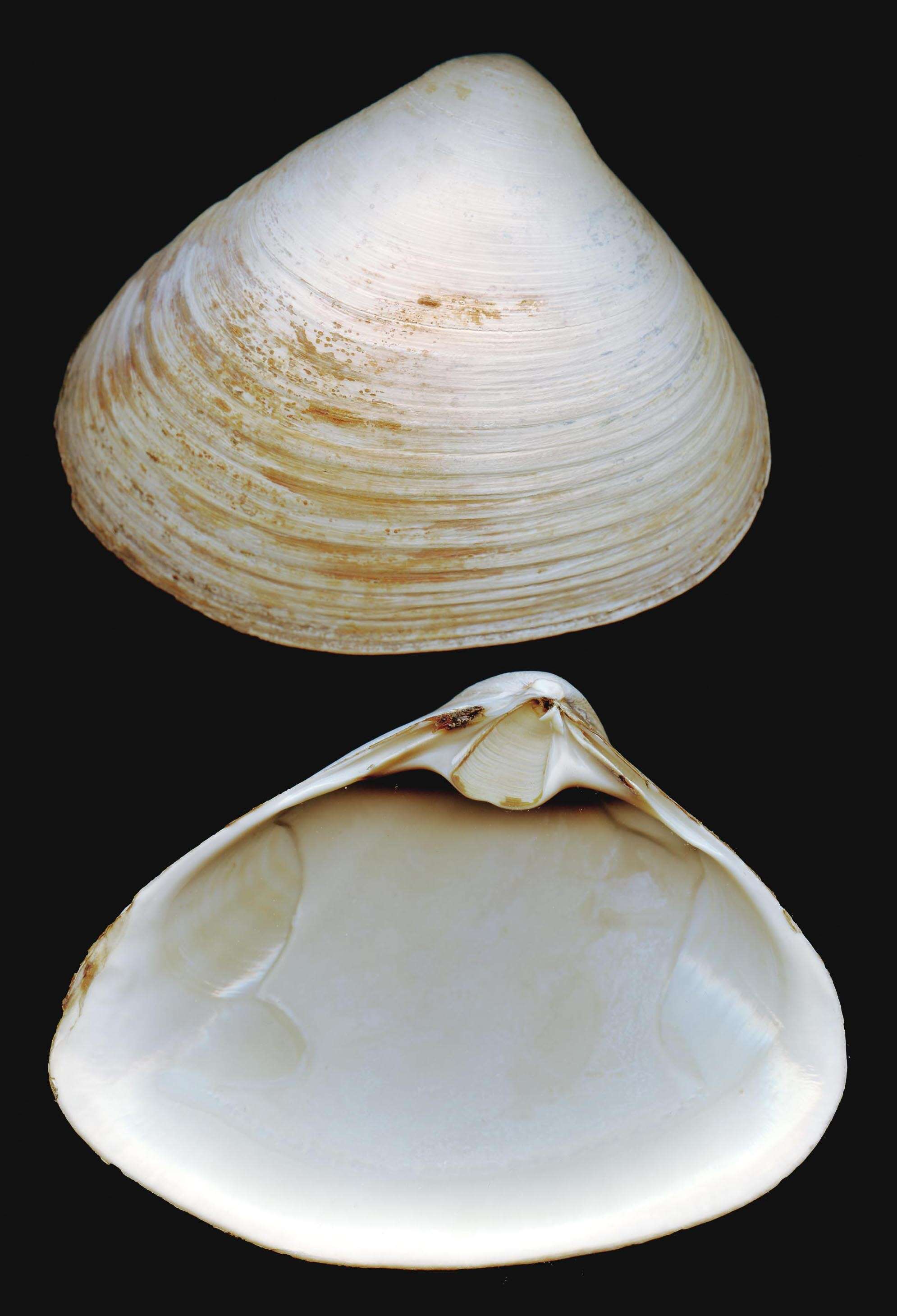 Image of Atlantic surf clam