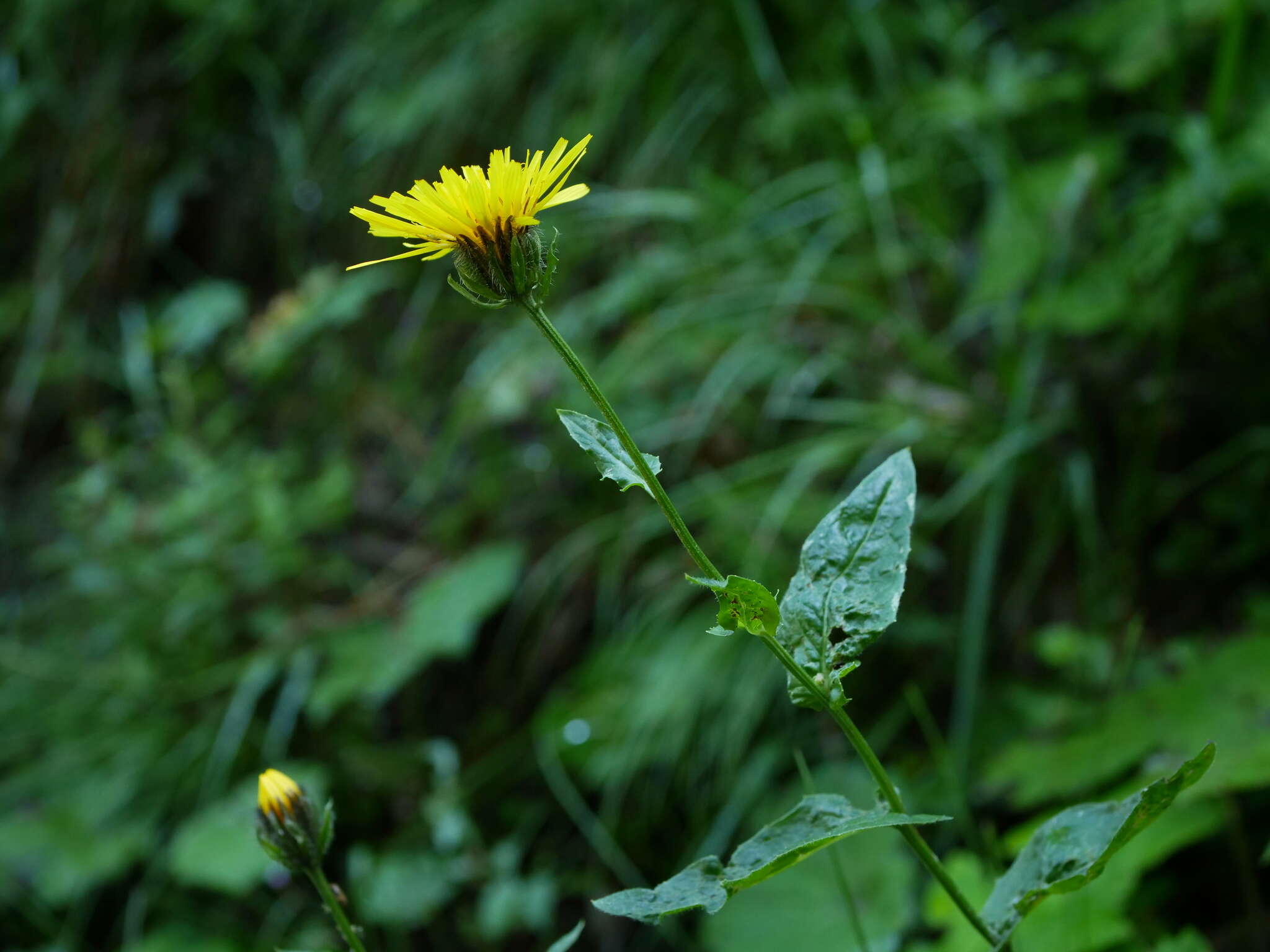 Image of Pyrenean Hawksbeard