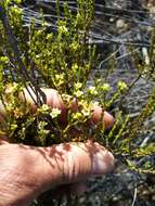 Image of Diosma prama I. Williams