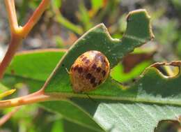 Imagem de <i>Paropsis obsoleta</i>