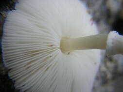 Image of Leucocoprinus cepistipes (Sowerby) Pat. 1889