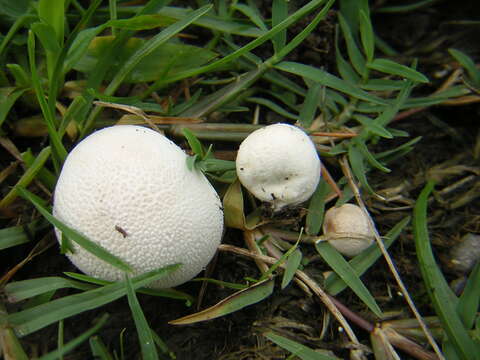 Imagem de Lycoperdon curtisii Berk. 1873