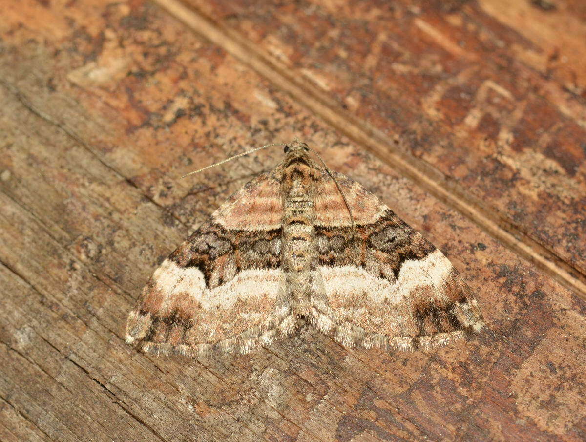 Image of balsam carpet