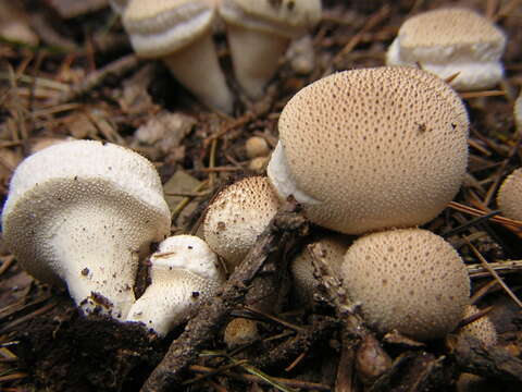 Imagem de Lycoperdon pyriforme Schaeff. 1774