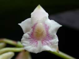 Image of Bifrenaria leucorhoda Rchb. fil.