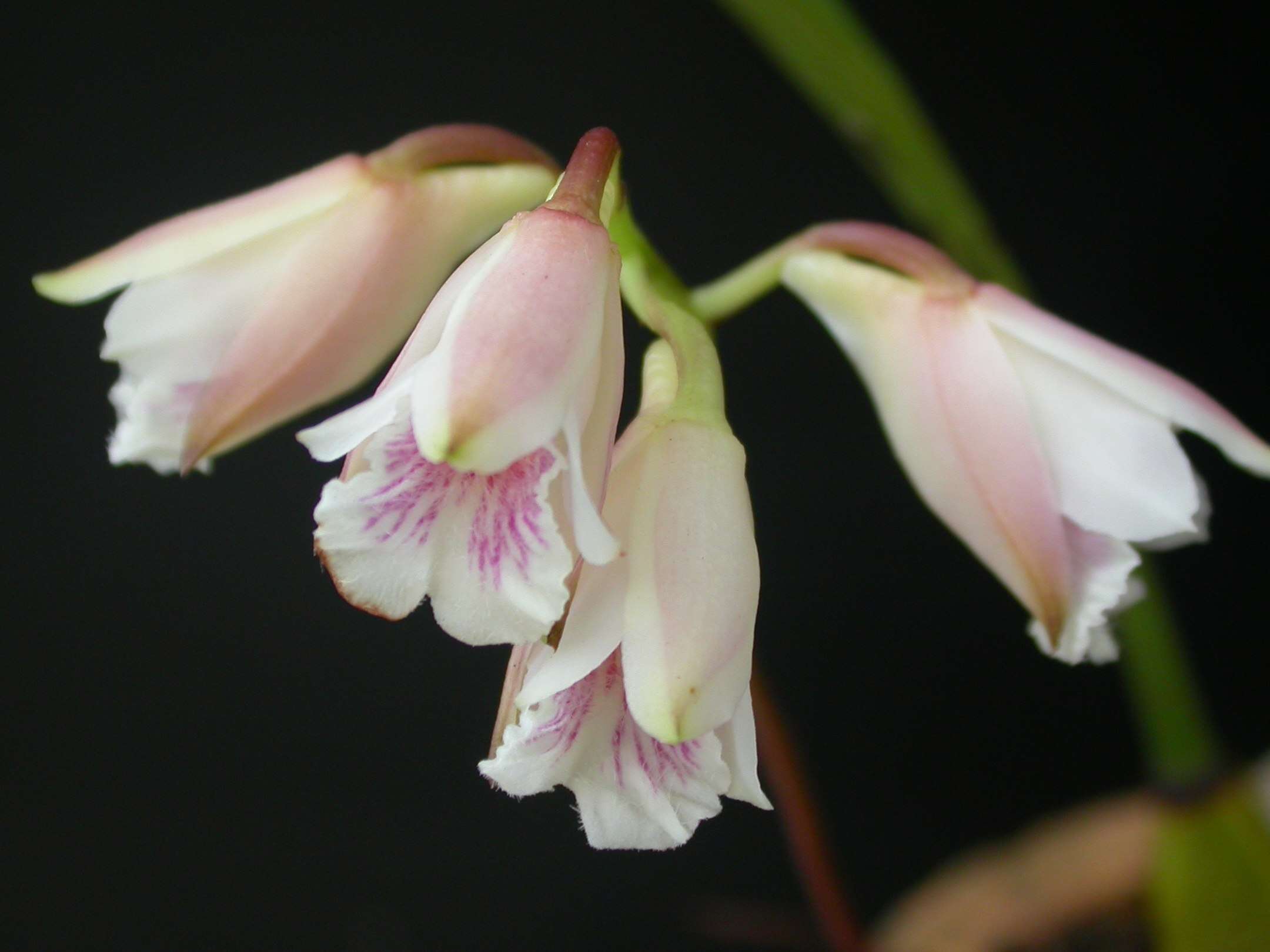 Image of Bifrenaria leucorhoda Rchb. fil.