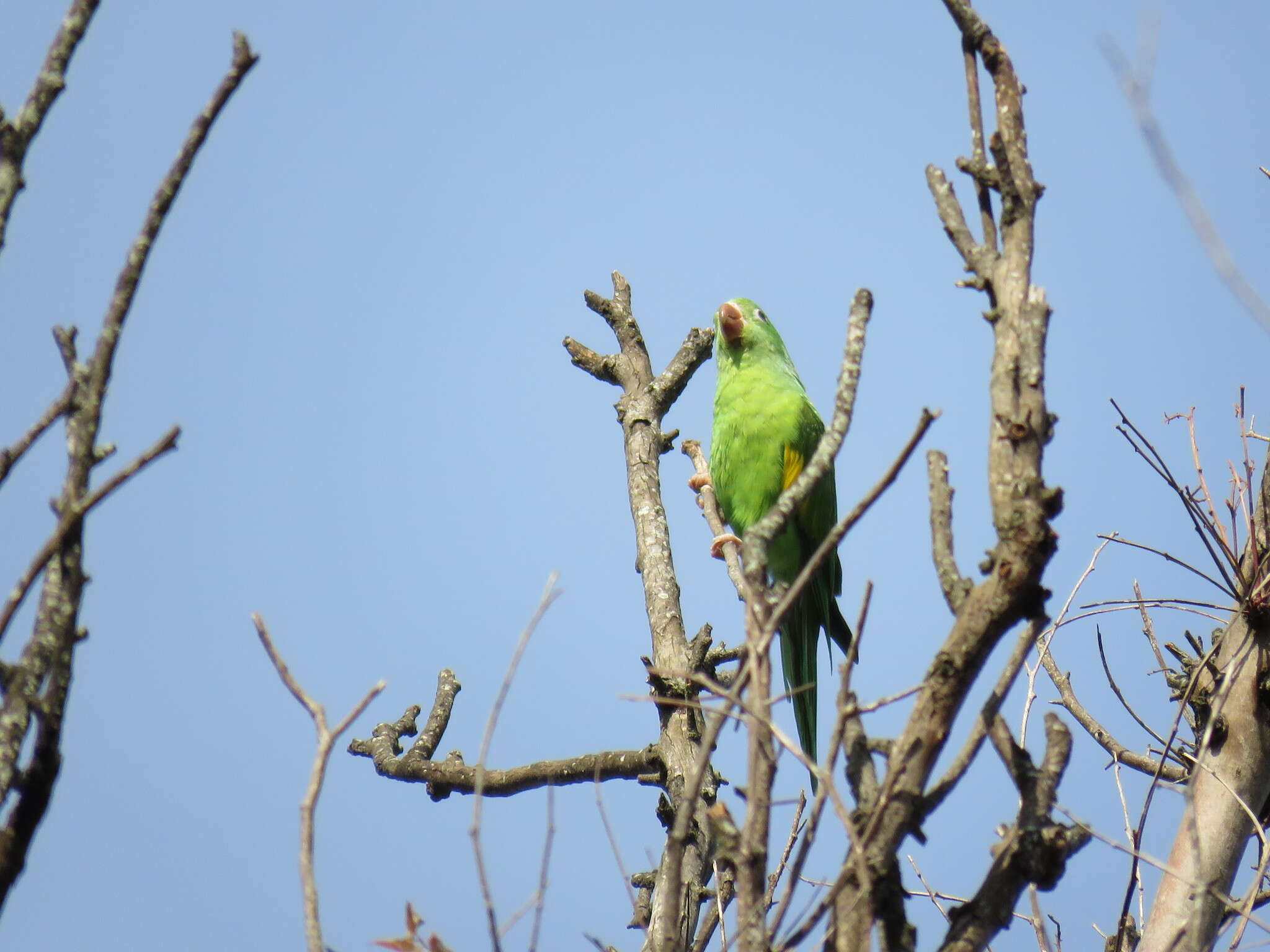 Image of Yellow-chevroned Parakeet