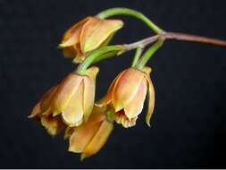 Image of Bifrenaria stefanae V. P. Castro