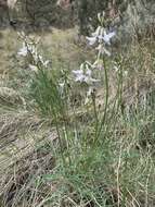 Sivun Astragalus conjunctus S. Wats. kuva