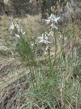 صورة Astragalus conjunctus S. Wats.