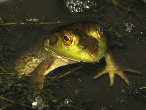 Image of American Bullfrog