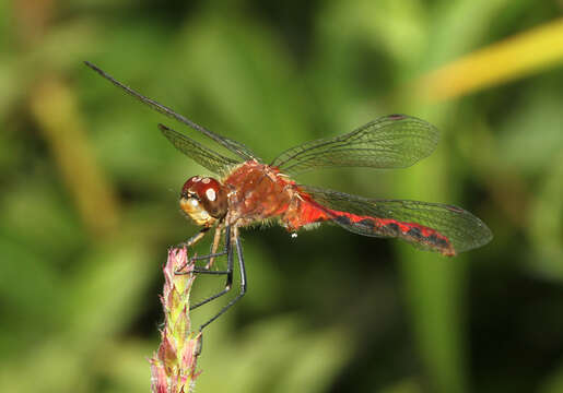 Image of White-faced Meadowhawk