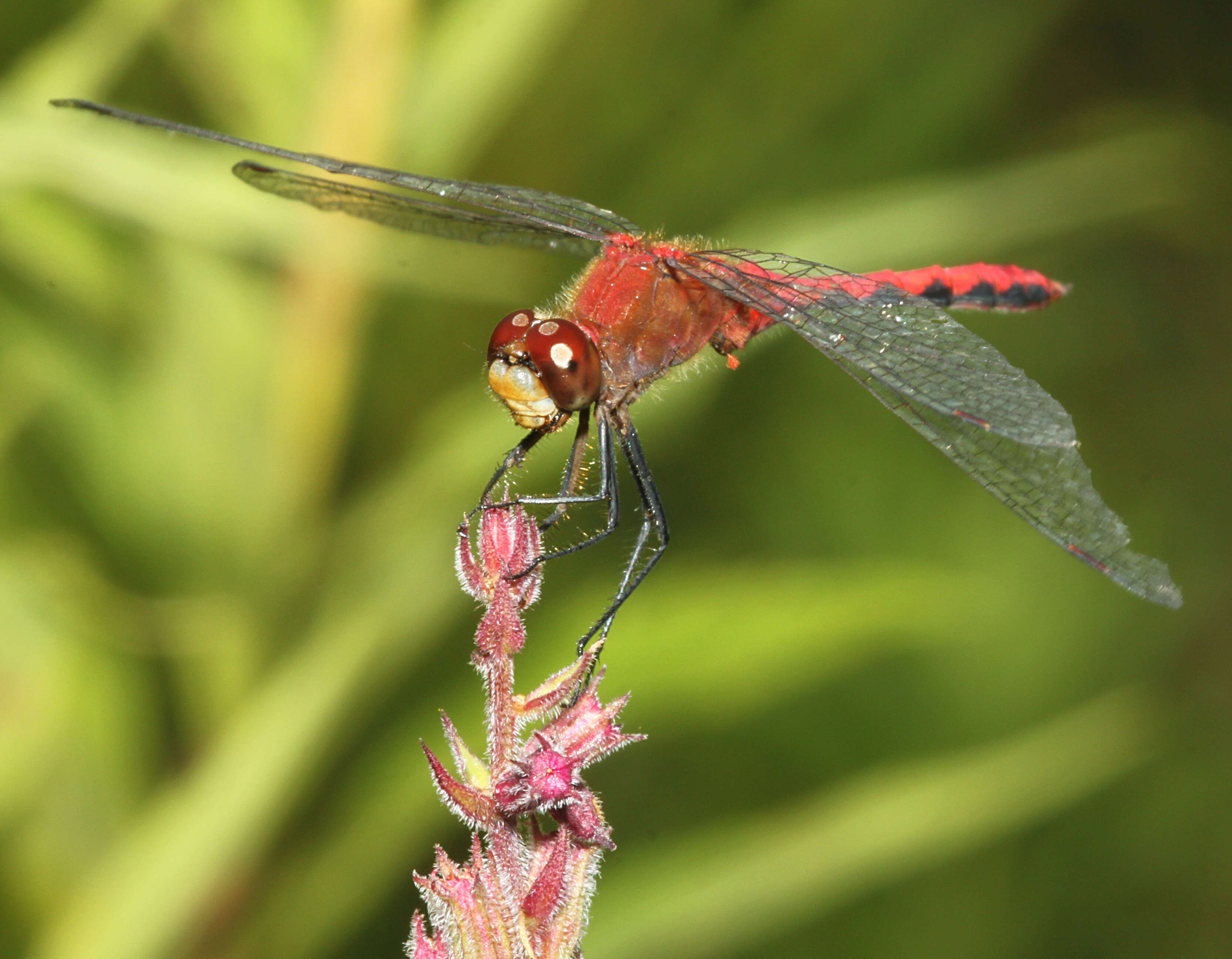 Image of White-faced Meadowhawk