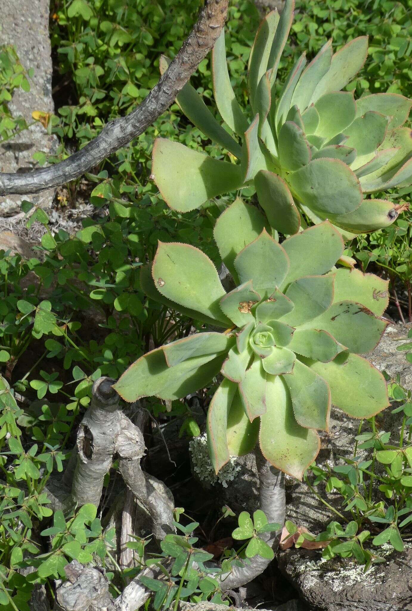 Image of Aeonium percarneum (Murray) J. Pitard & L. Proust