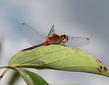 Image of White-faced Meadowhawk