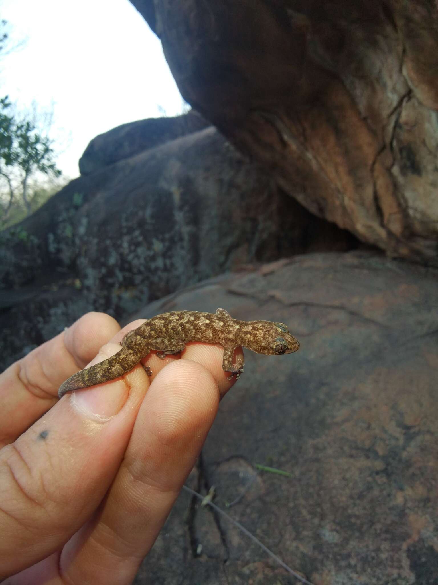 Image de Afroedura leoloensis Jacobsen, Kuhn, Jackman & Bauer 2014