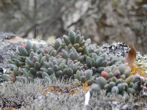 Image of Pachyphytum hookeri (Salm-Dyck) A. Berger