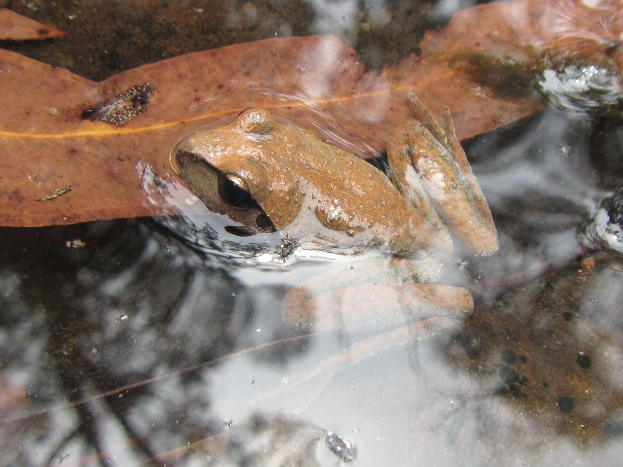 Image of Lesueur's frog