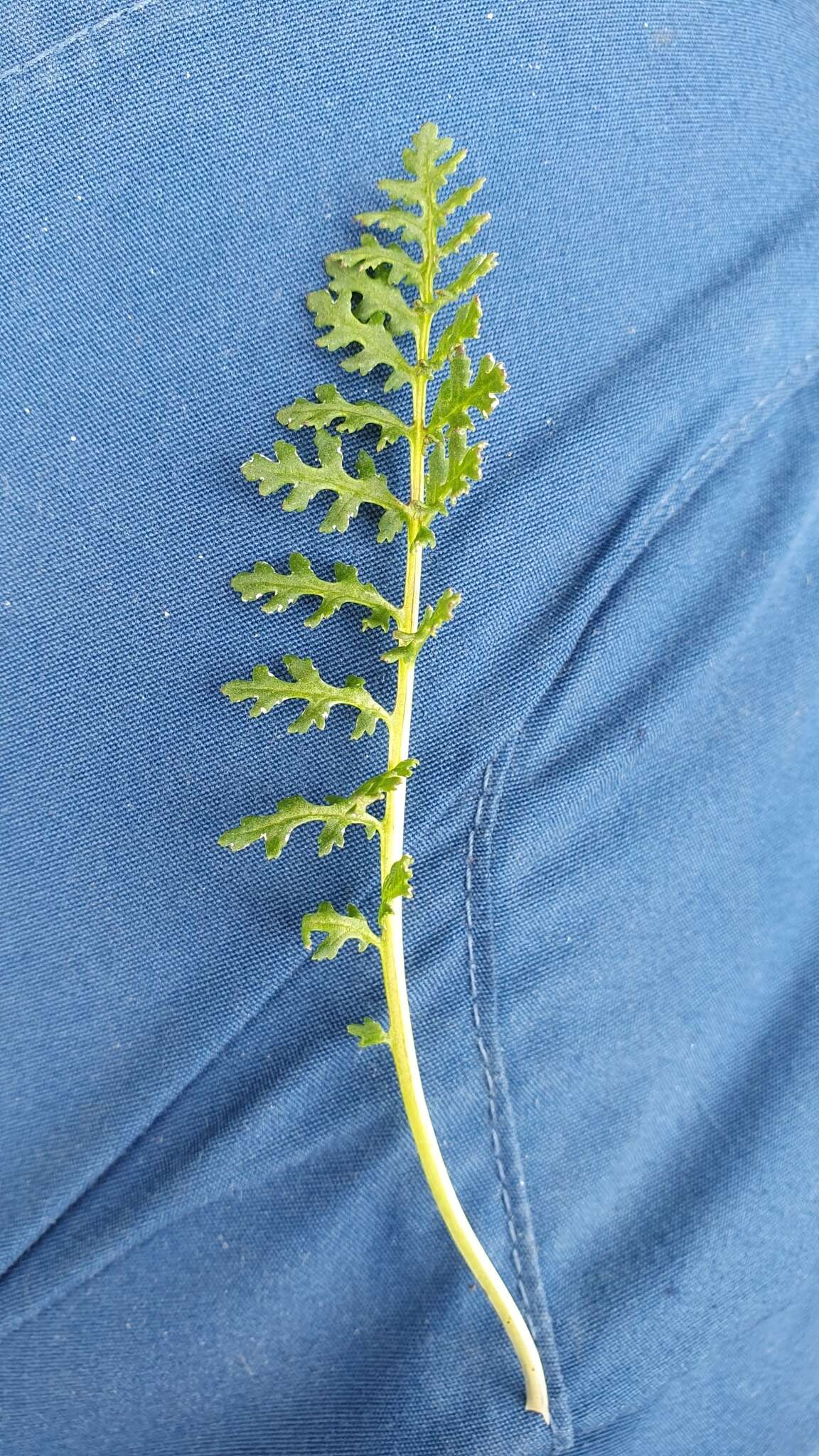 Image of beaked lousewort